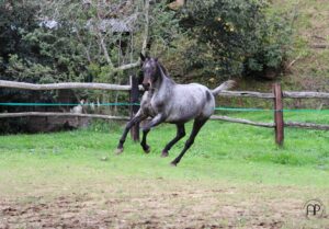 Maneggio Gorizia Subida Cormons Quarter Horse cavallo