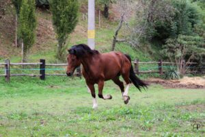 Maneggio Gorizia Subida Cormons Quarter Horse cavallo
