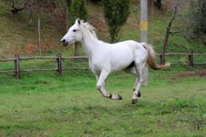 Maneggio Gorizia Subida Cormons Quarter Horse cavallo