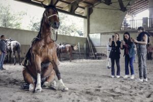 Maneggio Gorizia Subida Cormons Quarter Horse cavallo lezioni