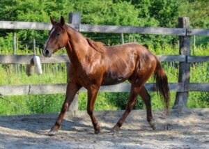 Maneggio Gorizia Subida Cormons Quarter Horse cavallo